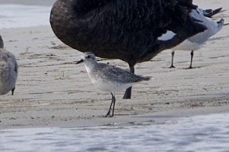 Black-bellied Plover - ML645637602