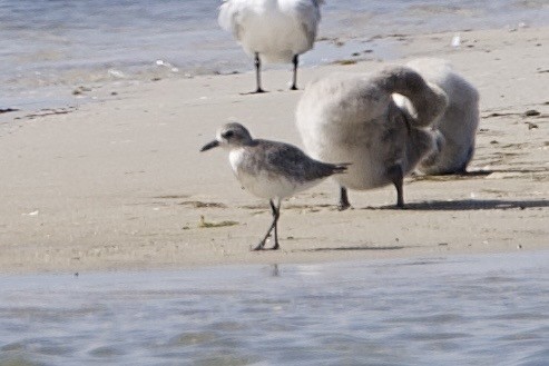 Black-bellied Plover - ML645637603