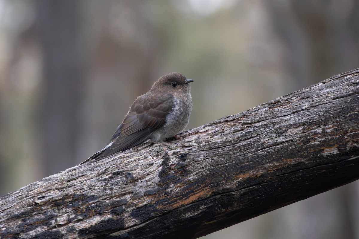 Fan-tailed Cuckoo - ML645637630