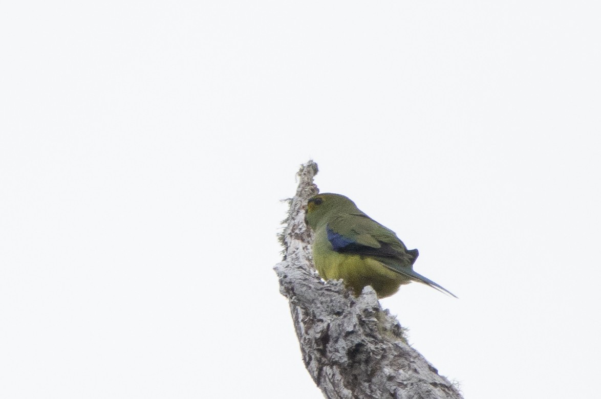 Blue-winged Parrot - ML645637634