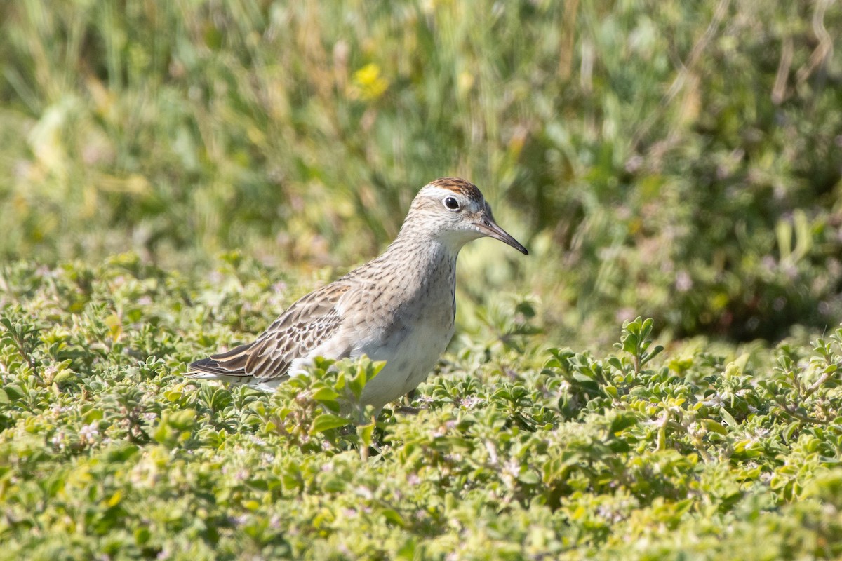 Sharp-tailed Sandpiper - ML645637651
