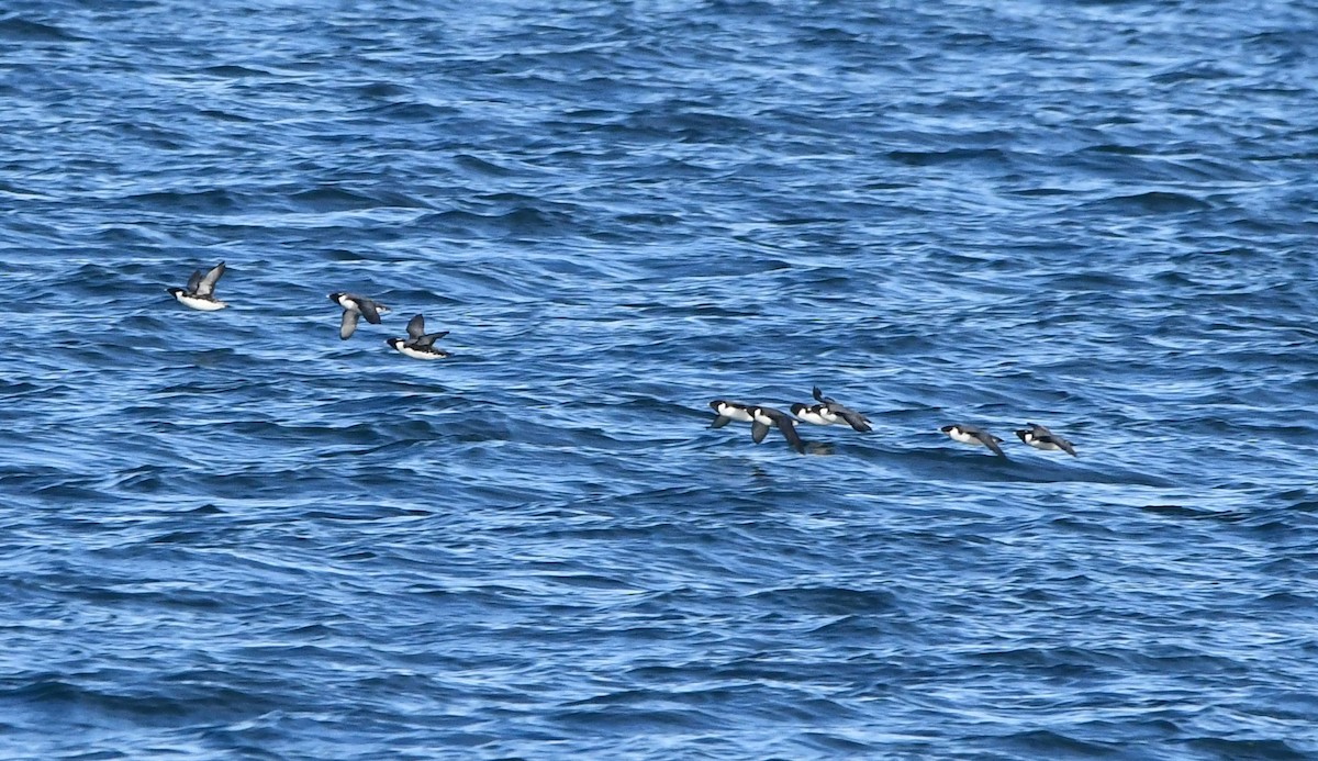 Ancient Murrelet - ML645637663