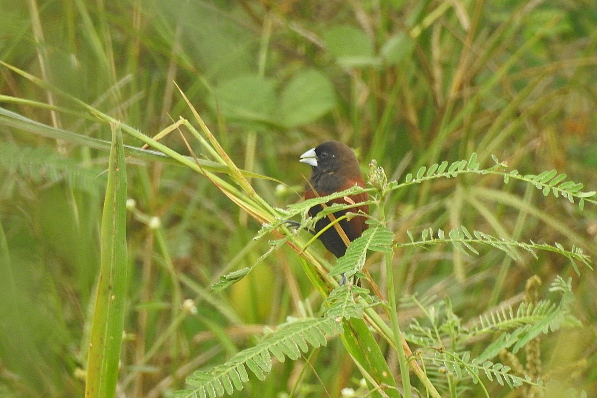 Chestnut Munia - ML645637667