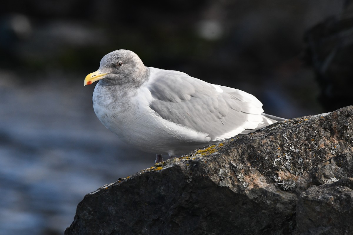 Western x Glaucous-winged Gull (hybrid) - ML645637668