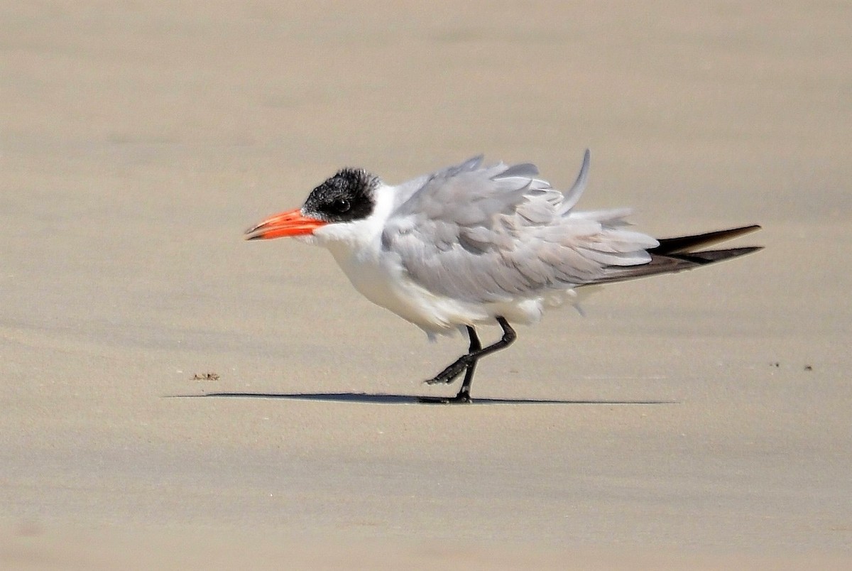 Caspian Tern - ML645637680