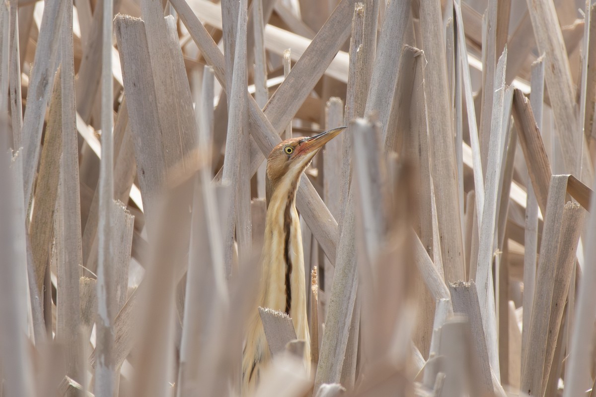 Black-backed Bittern - ML645637681