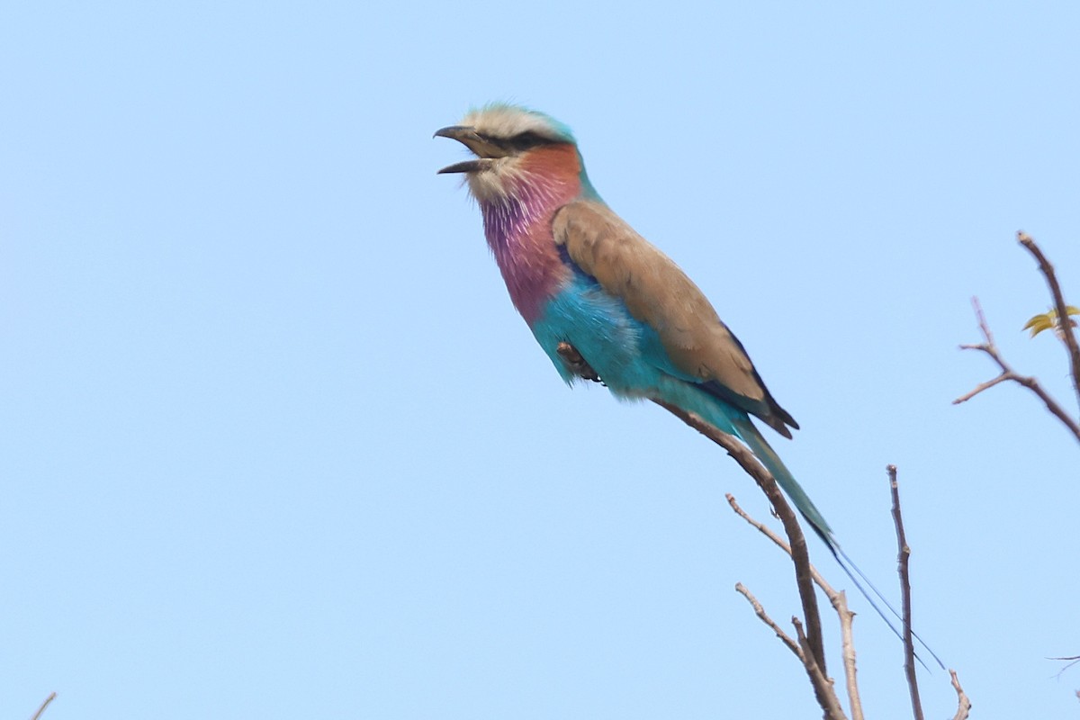 Lilac-breasted Roller - ML645637687