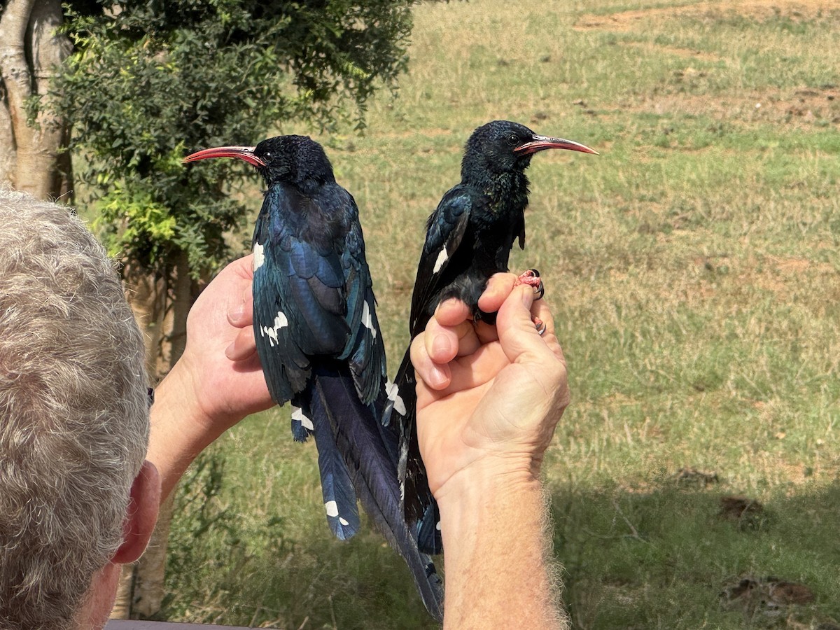 Violet Woodhoopoe - ML645637696