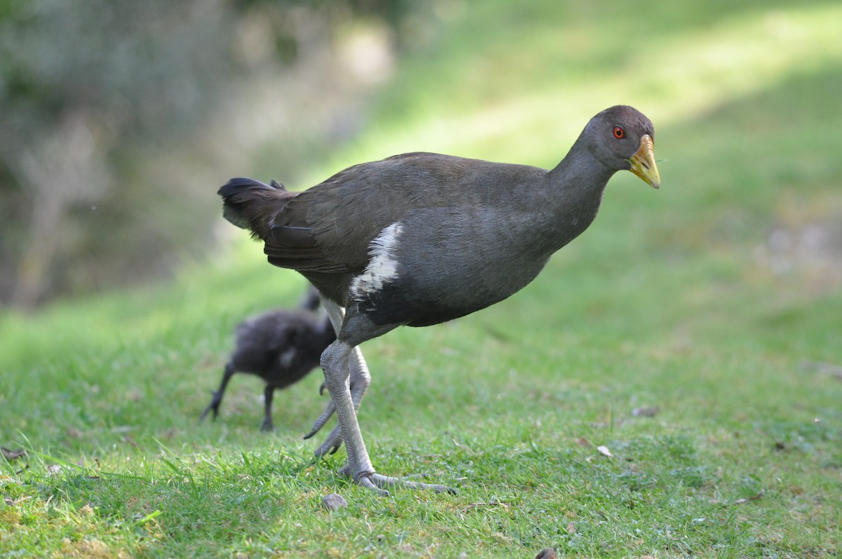 Tasmanian Nativehen - ML645637717
