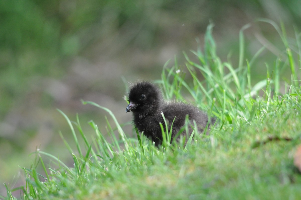 Tasmanian Nativehen - ML645637719