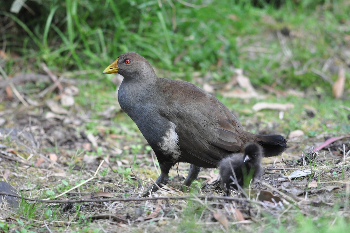 Tasmanian Nativehen - ML645637720