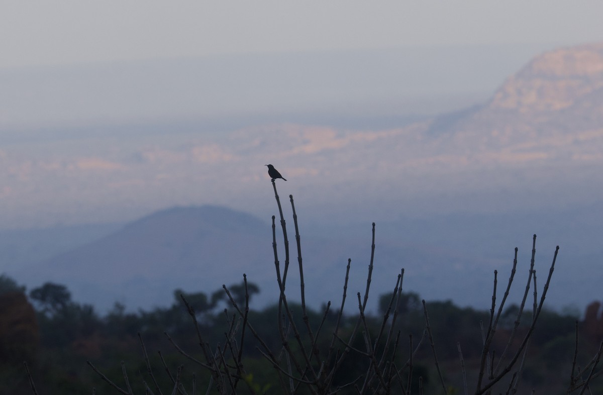 Amethyst Sunbird - ML645637739