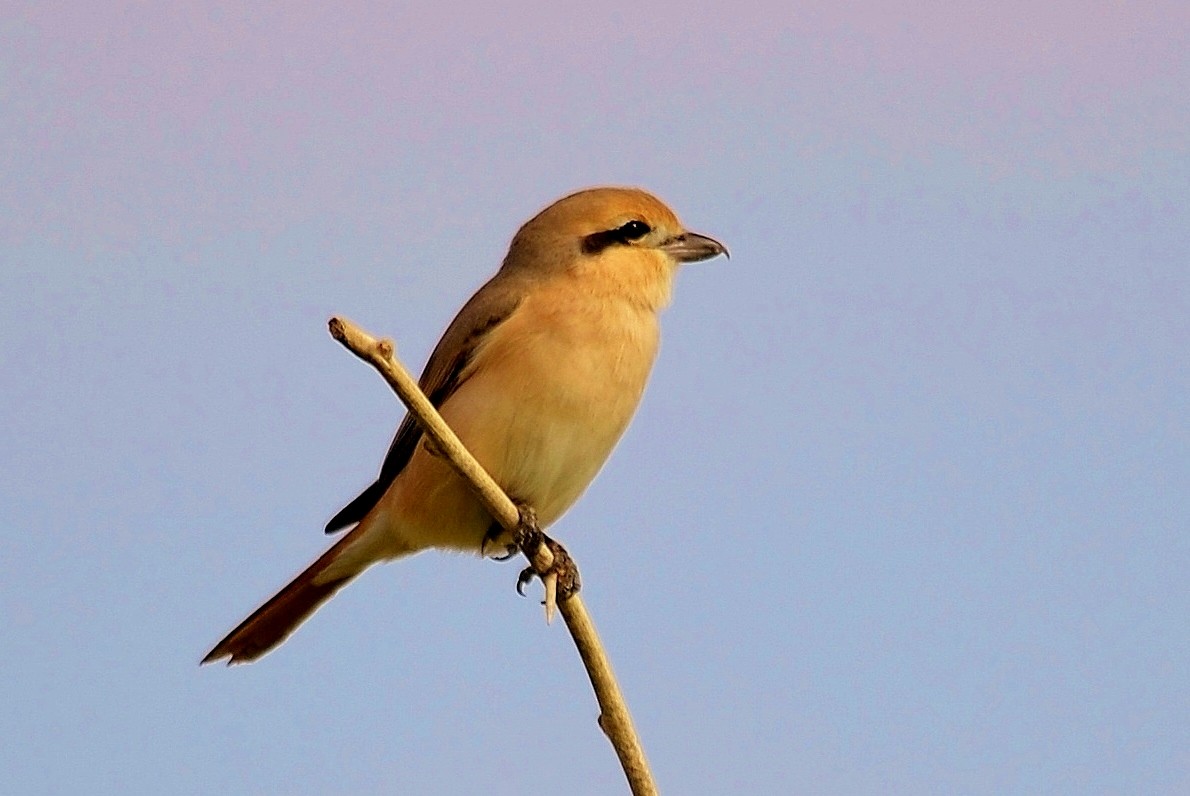 Antzandobi isabeldarra - ML645637752