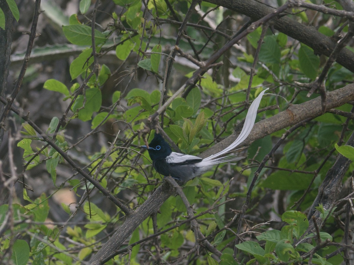 African Paradise-Flycatcher - ML645637766