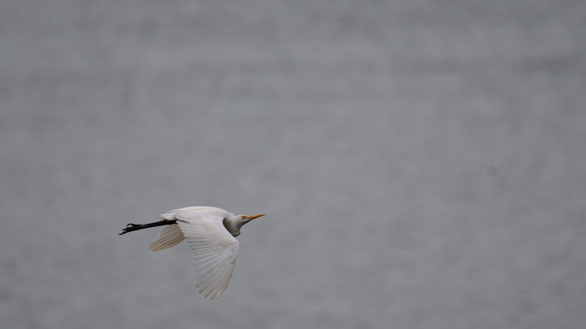 Medium Egret - ML645637770