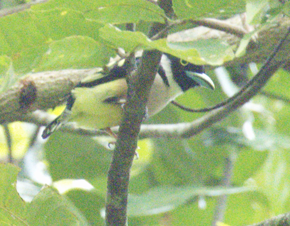 Black-and-yellow Broadbill - ML645637773