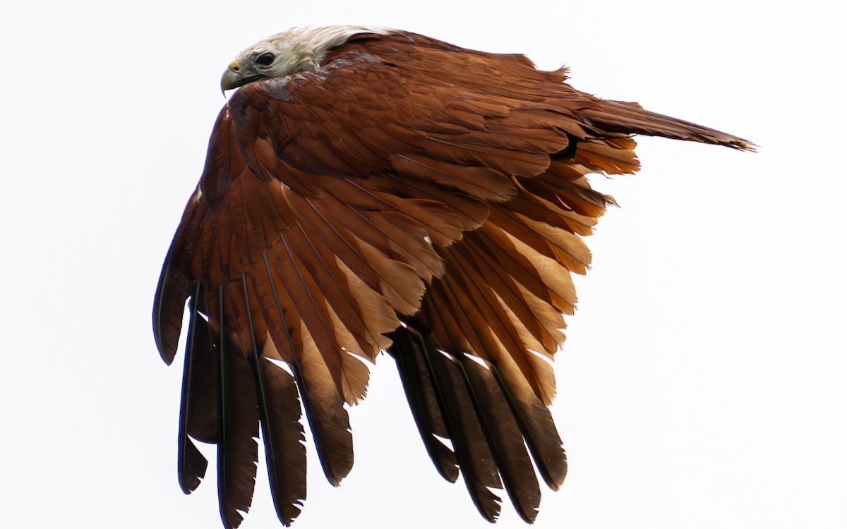 栗鳶 - ML645637775