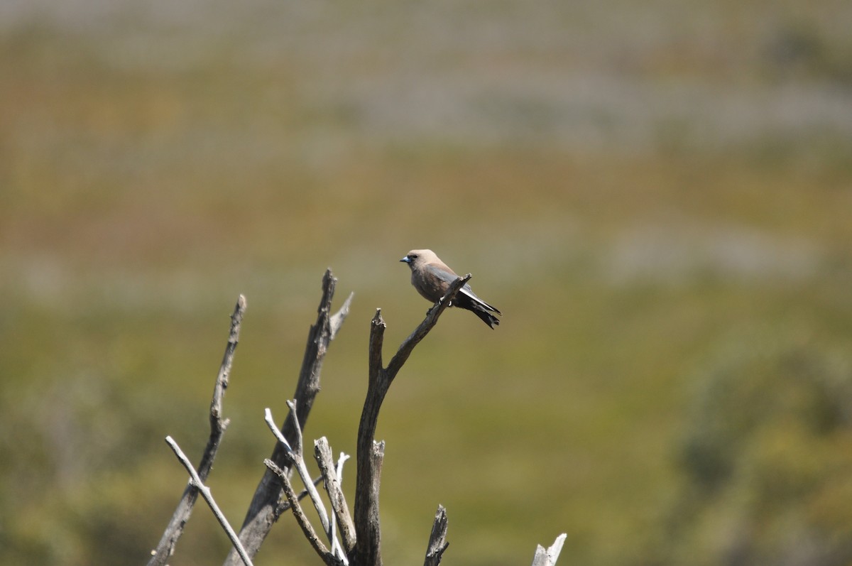 Dusky Woodswallow - ML645637776