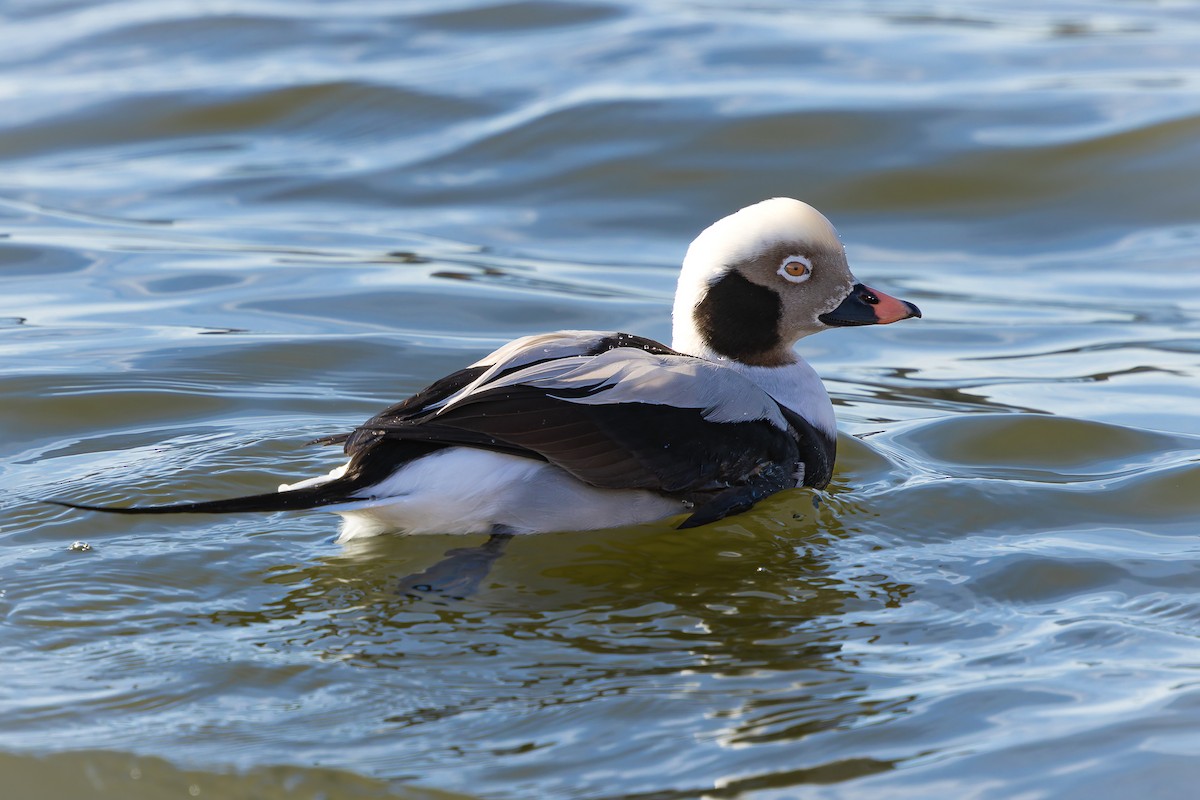 長尾鴨 - ML645637779