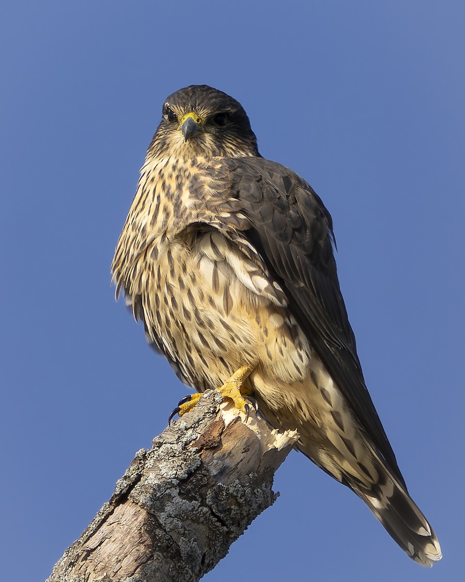 灰背隼 - ML645637780