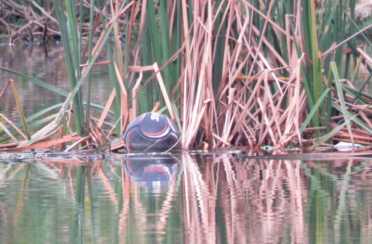 灰頭紫水雞 - ML645637781