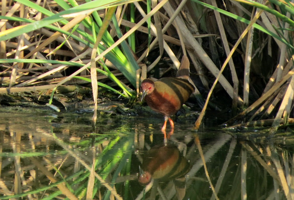 緋秧雞 - ML645637784