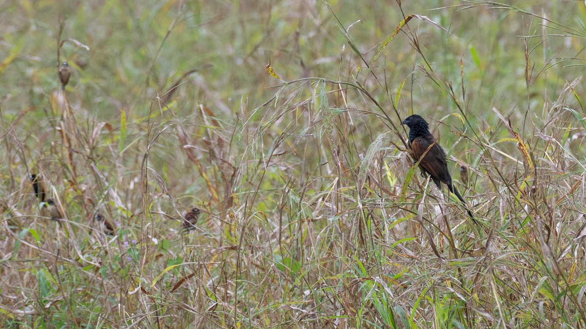 番鵑 - ML645637793