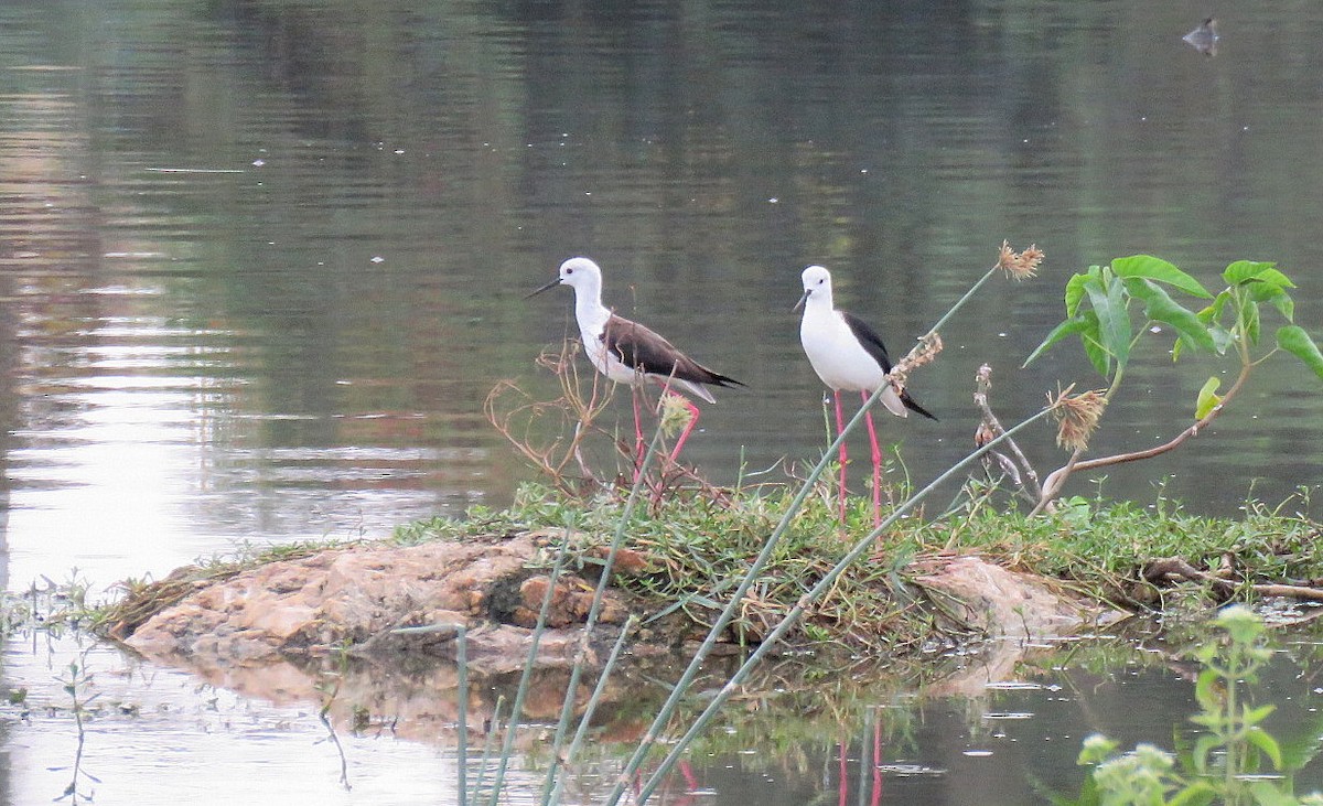 高蹺鴴 - ML645637794