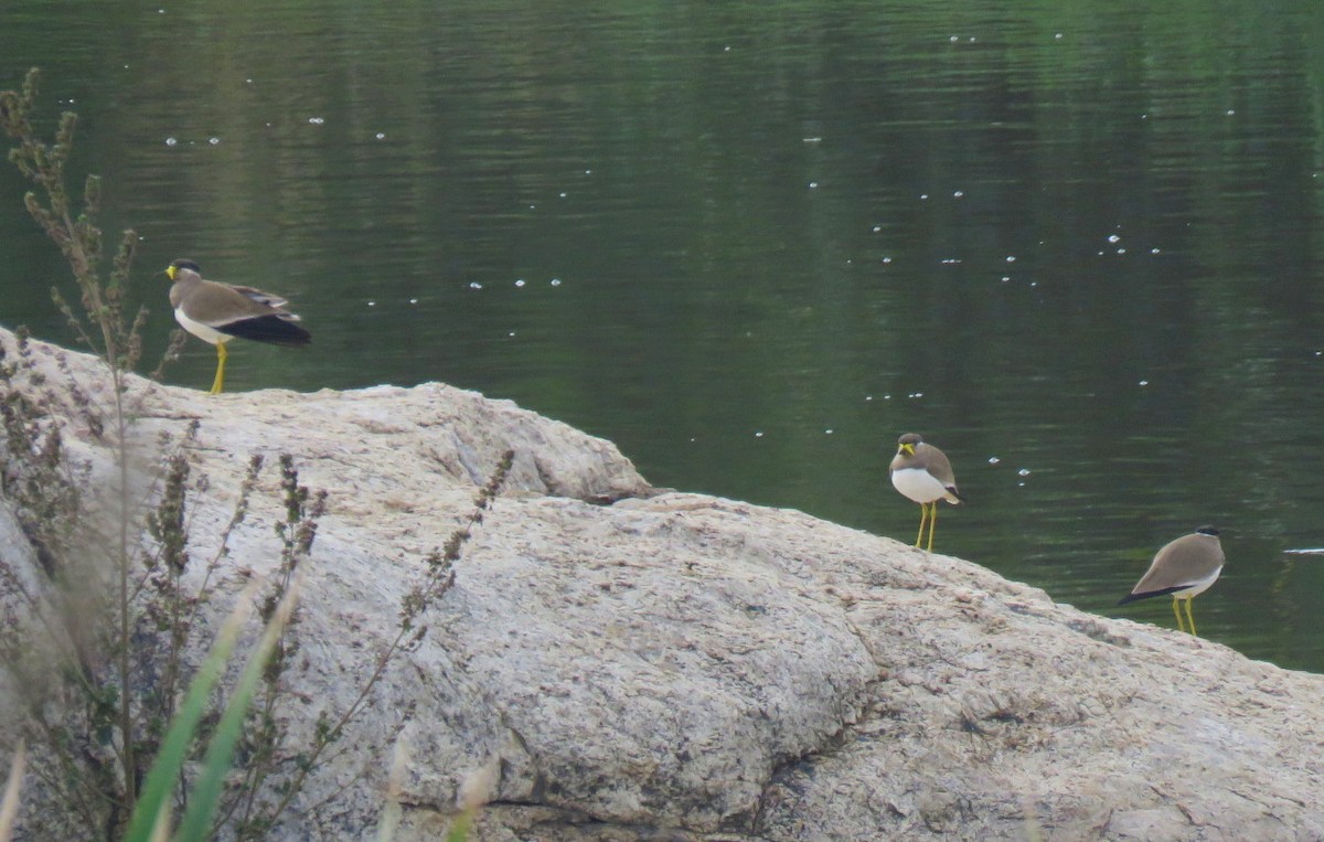 Yellow-wattled Lapwing - ML645637795