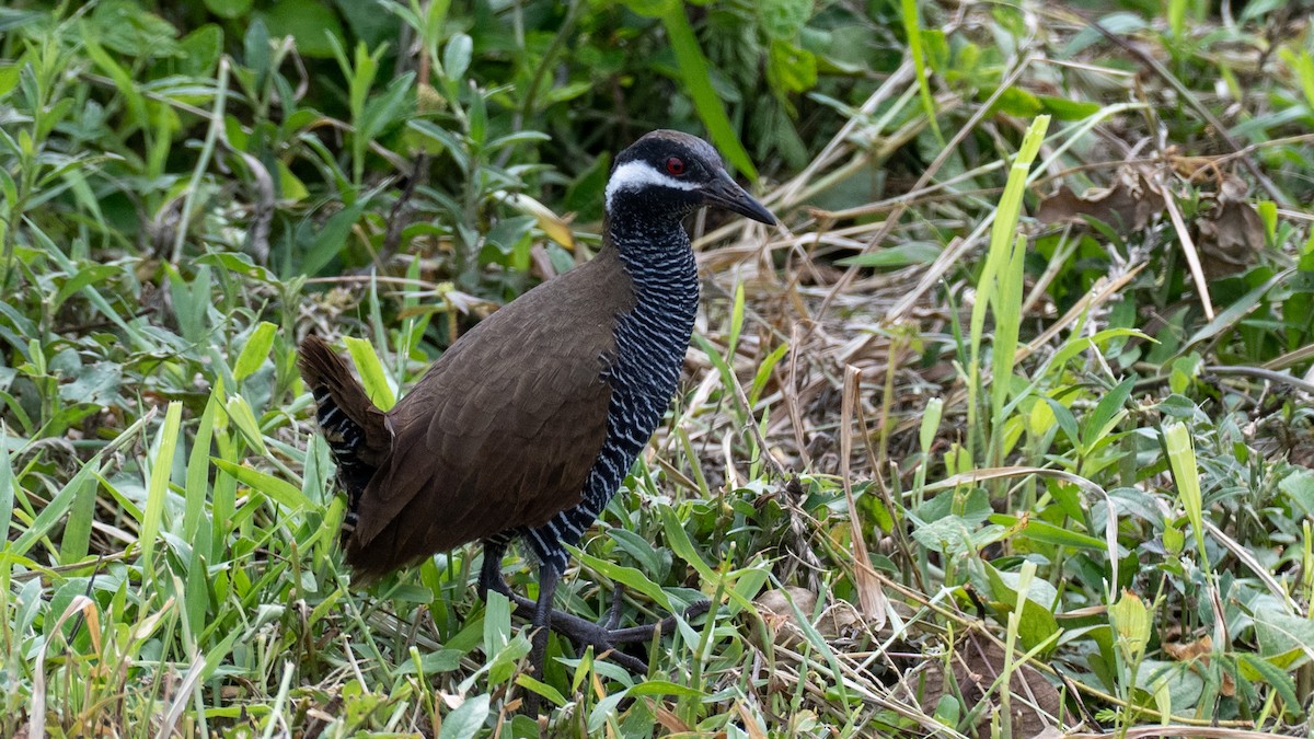 Barred Rail - ML645637796