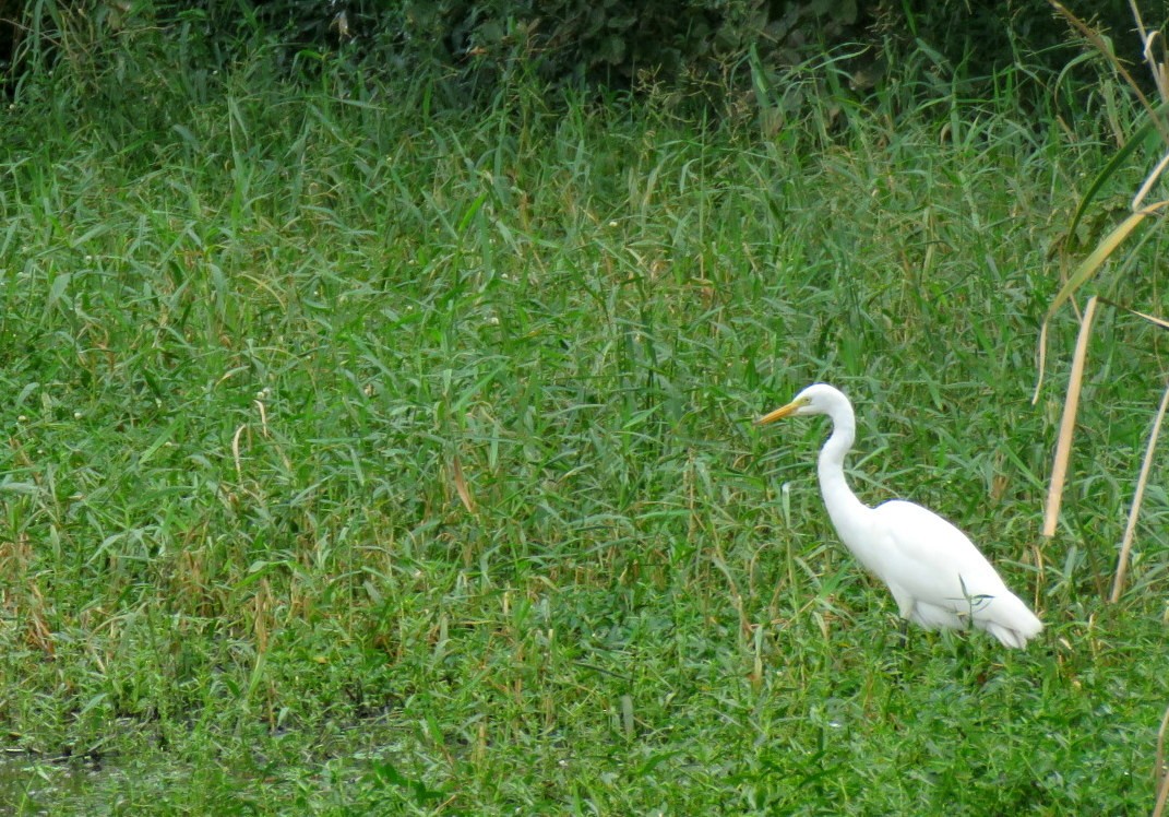 中白鷺 - ML645637797