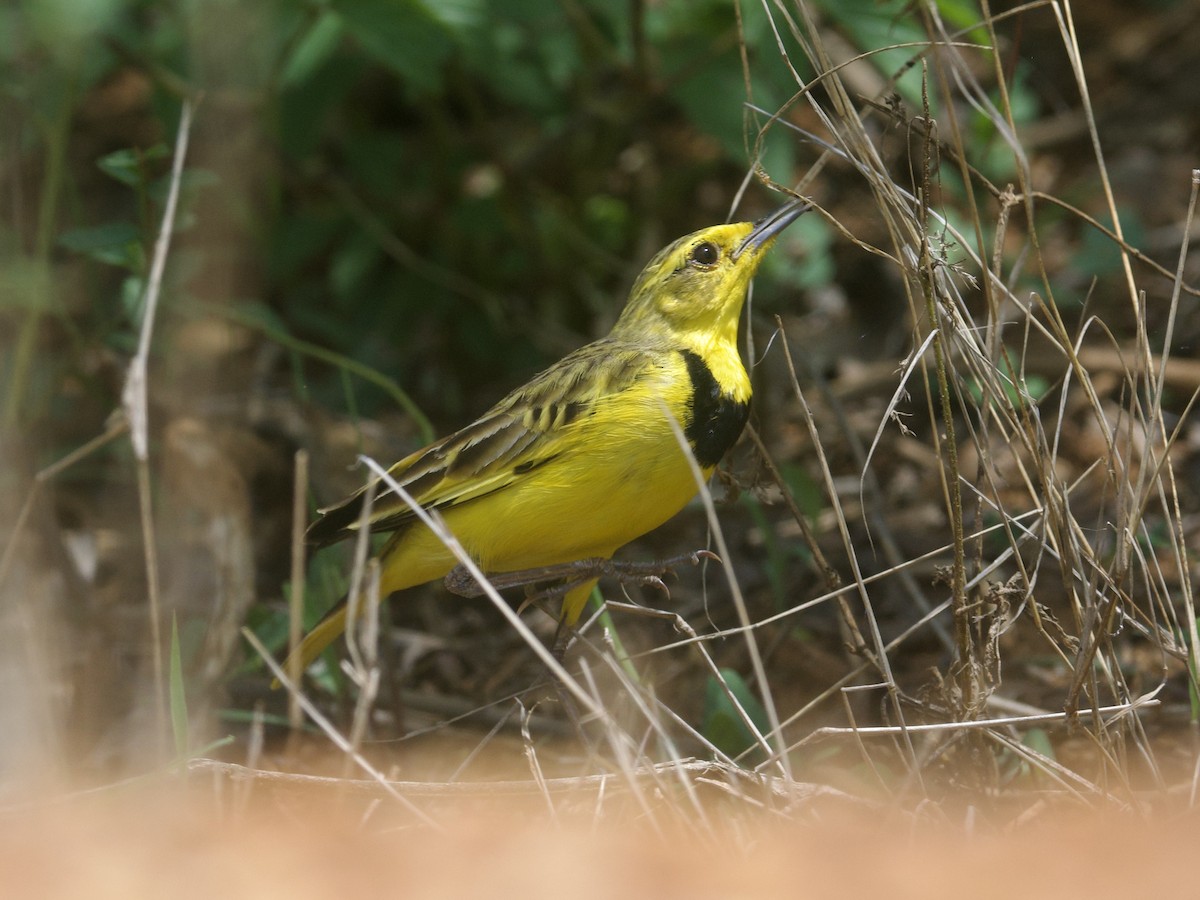 Golden Pipit - ML645637798