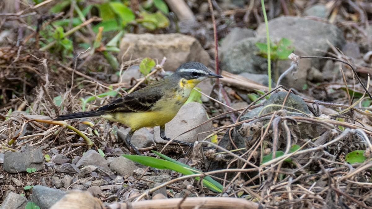 東方黃鶺鴒 - ML645637799