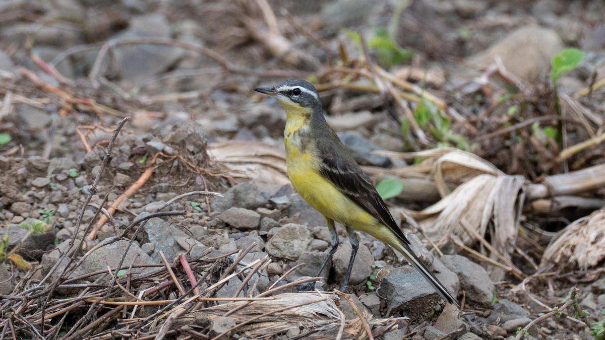 東方黃鶺鴒 - ML645637800