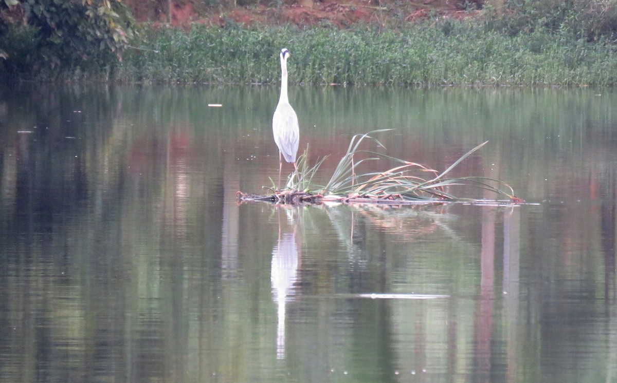 蒼鷺 - ML645637802