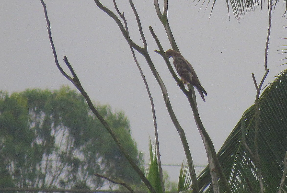 東方蜂鷹 - ML645637803