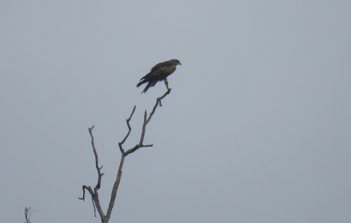 黑鳶 - ML645637804