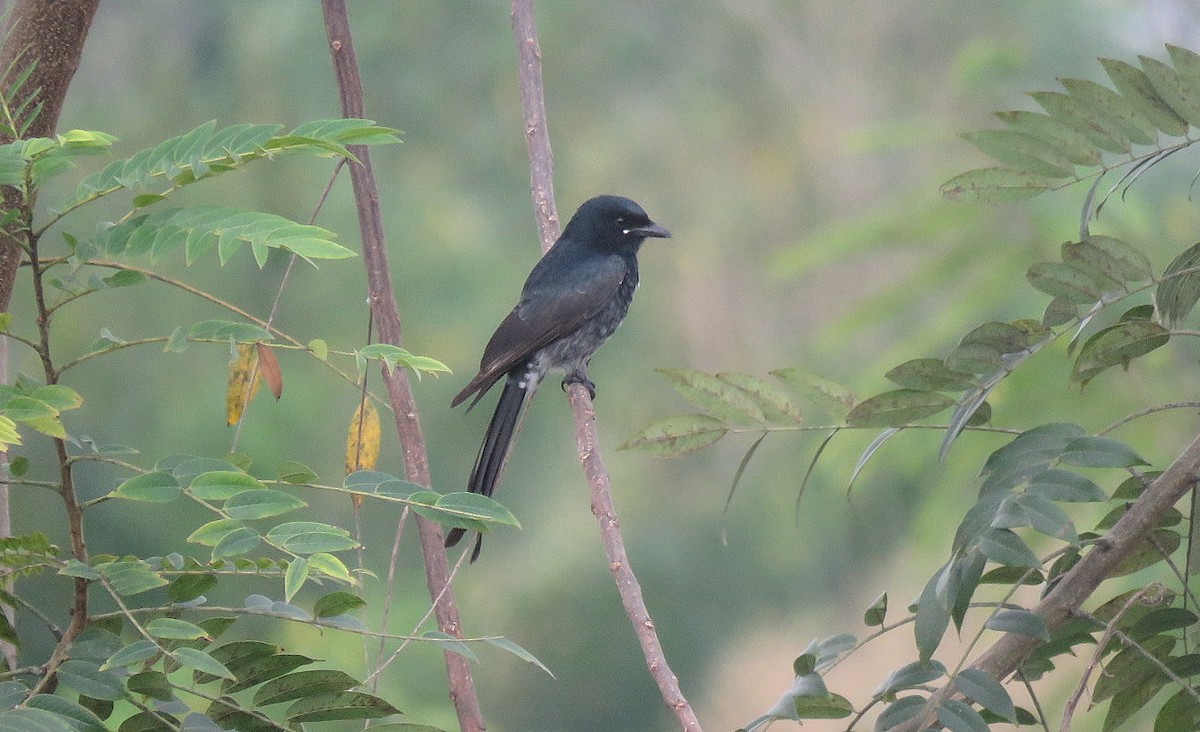 大卷尾 - ML645637805