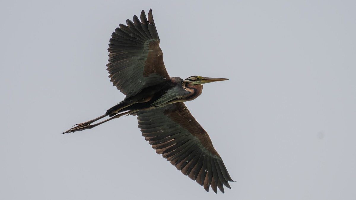 紫鷺 - ML645637809