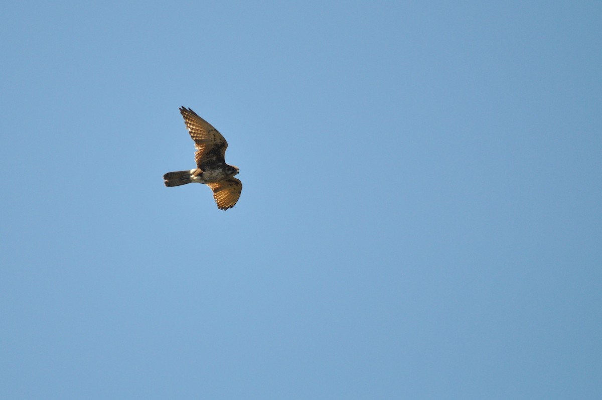 Brown Falcon - ML645637811