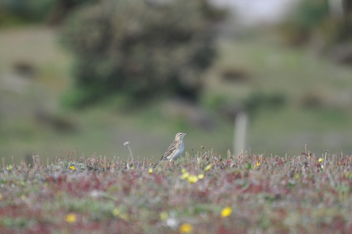 Australian Pipit - ML645637812