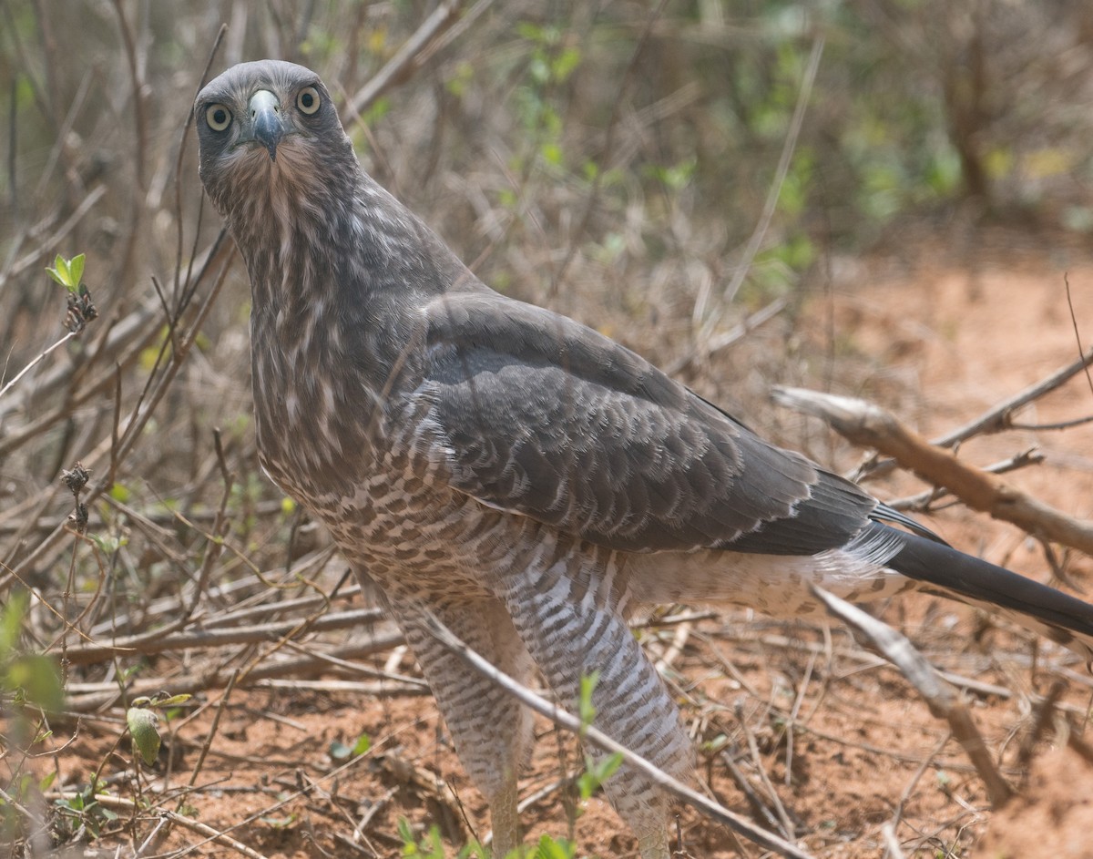 Eastern Chanting-Goshawk - ML645637814