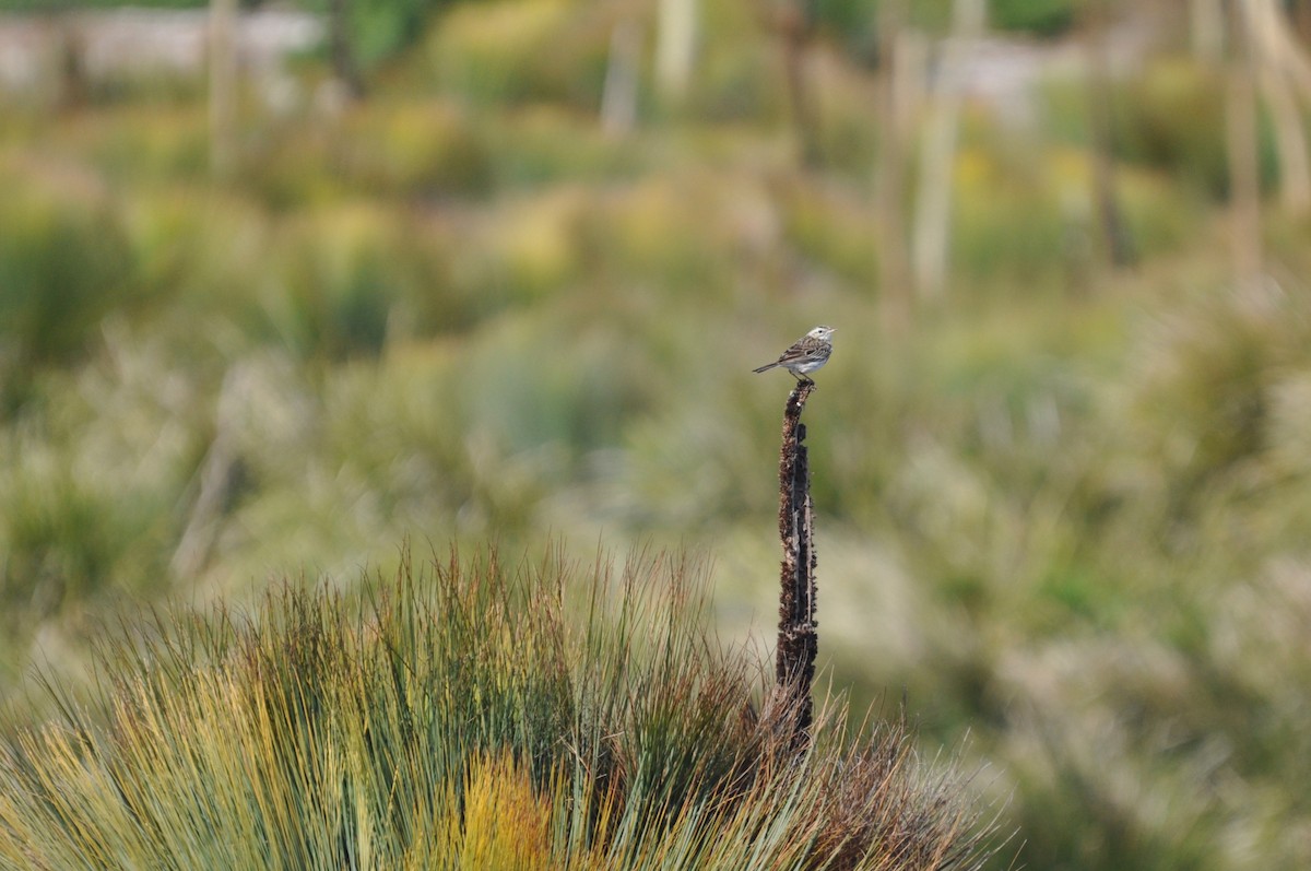 Australian Pipit - ML645637817