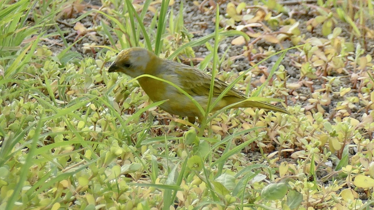 橙黃雀鵐 - ML645637819