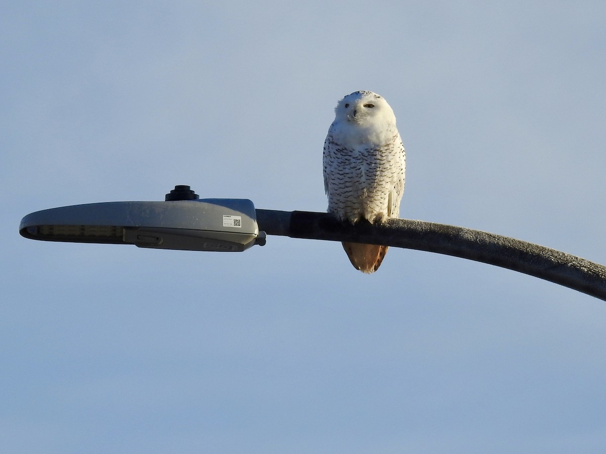 Harfang des neiges - ML645637841