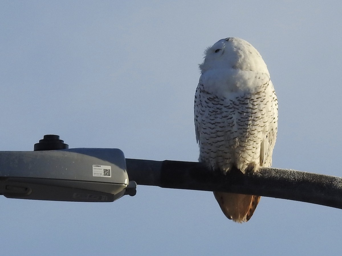 Harfang des neiges - ML645637843