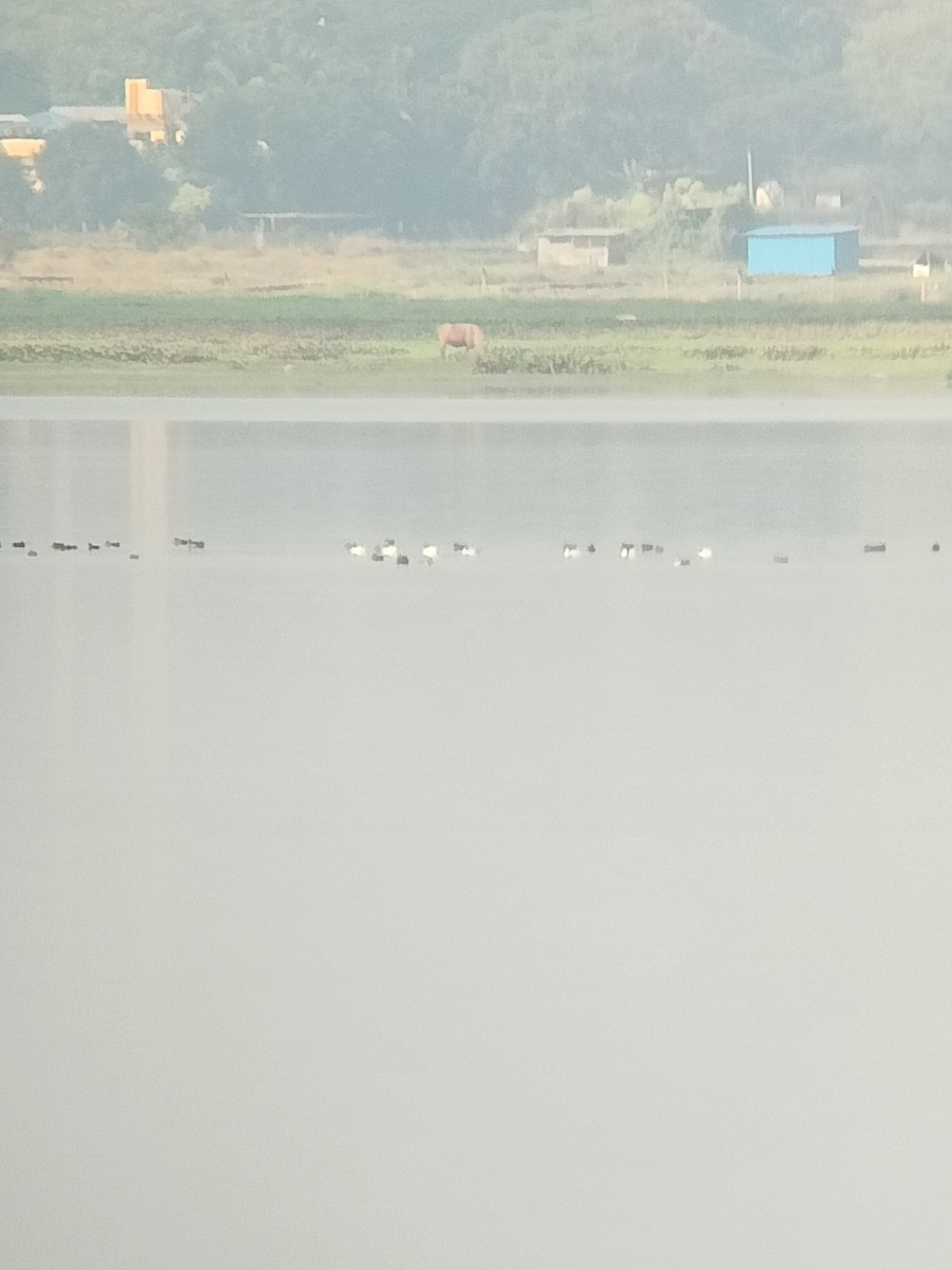 Common Shelduck - ML645637849