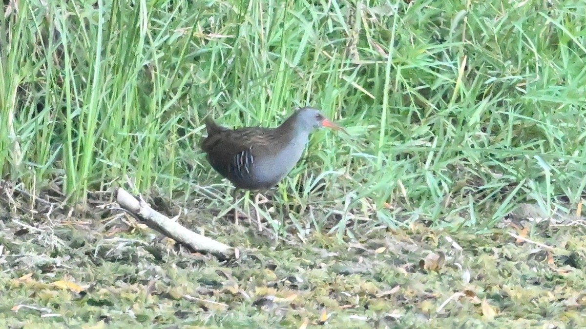 Râle d'eau - ML645637855