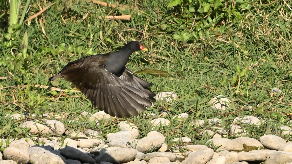Gallinule poule-d'eau - ML645637863