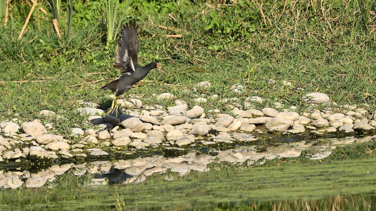 Gallinule poule-d'eau - ML645637864